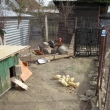 Kach�ata     11.4.2011