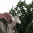 jelen na krakono�i      1.7.2011