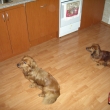 kluci �ekaj� co spadne dobr�ho   24.12.2008