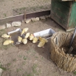Kach�ata     11.4.2011