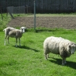 Ovce 17.5.2009