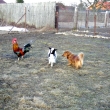 Ferda, Adlka a kohout          2.2011