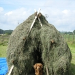 Ferda hl�d� seno     8/2011