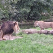 Zoo Plze       7/2010