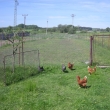 Slepice      17.5.2009