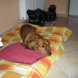 Ferdovo podkl�d�n� hlavy..... 11.1.2009