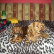 Silvestr v obvku...   31.12.2008