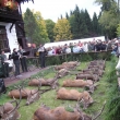 svatov�clavsk� trouben� Kladsk�       9/2012