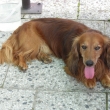 Rex�k v Plan� na terase     4.7.09