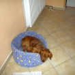 Ferda odpo��v� v pel��ku na chodb�...   24.12.2008
