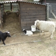 Ad�lka, L�za, Ela       11.4.2011