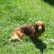 Rexk       20.6.09