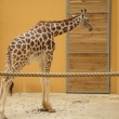 Zoo Plze        7/2010