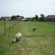 Ove�ky a ber�nek 08/08